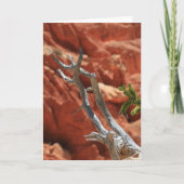 De Scène van de Canion van Bryce Kaart (Voorkant)