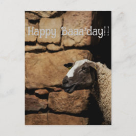 De schapen, gelukkige verjaardag!  briefkaart