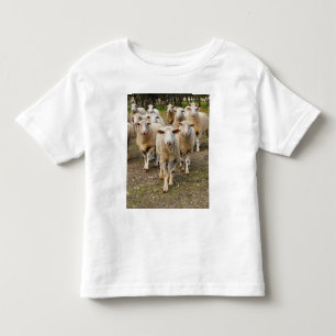 De schapen komen in Hurrah marcheren, Kinder Shirts
