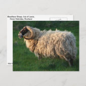 De Schapen van Blackface, Eiland van Lewis, Briefkaart (Voorkant / Achterkant)