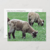 De schapen van de berg Vernon... Briefkaart (Voorkant / Achterkant)