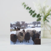 De Schapen van januari in Sneeuw Briefkaart (Staand voorkant)