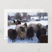 De Schapen van januari in Sneeuw Briefkaart (Voorkant / Achterkant)