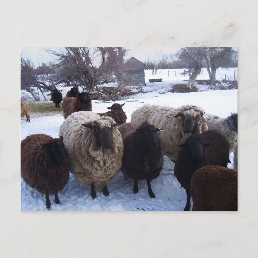 De Schapen van januari in Sneeuw Briefkaart (Voorkant)