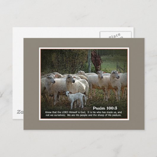 De schapen van Zijn PasturewScripture Briefkaart (Voorkant / Achterkant)