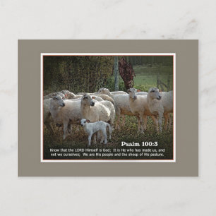 De schapen van Zijn PasturewScripture Briefkaart