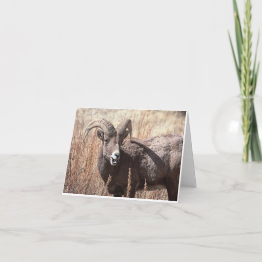 De schapennotecards van het Bighorn Kaart (Voorkant)