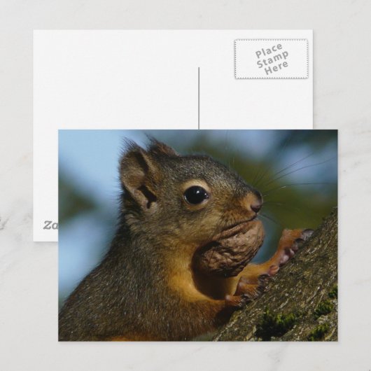 De schatten van een Chipmunk Briefkaart (Voorkant / Achterkant)