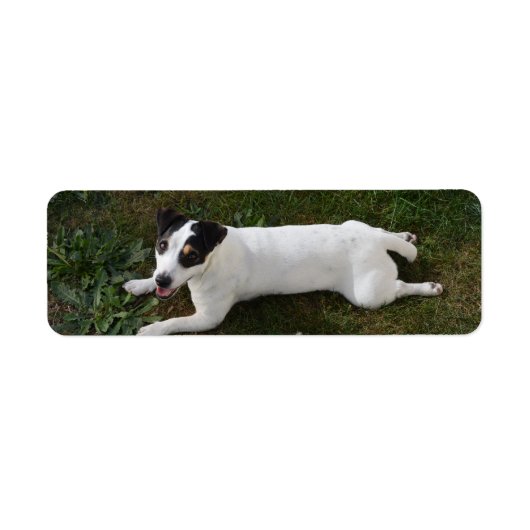 De Schattige, energieke Jack Russell Etiket (Voorkant)