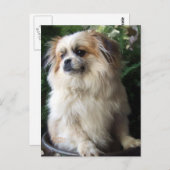 De schattige Lange Hond van de Redding van het Briefkaart (Voorkant / Achterkant)