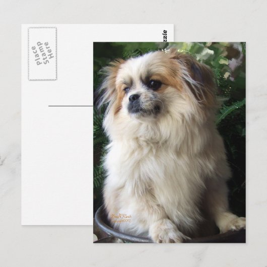 De schattige Lange Hond van de Redding van het Briefkaart (Voorkant / Achterkant)