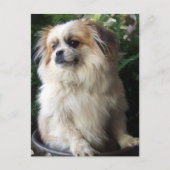 De schattige Lange Hond van de Redding van het Briefkaart (Voorkant)