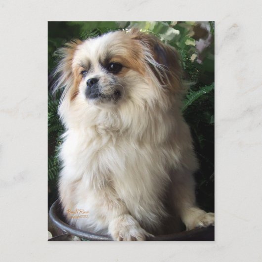 De schattige Lange Hond van de Redding van het Briefkaart (Voorkant)