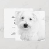 De Schattigee Maltezer hondenfeestje ooit Kaart (Voorkant / Achterkant)