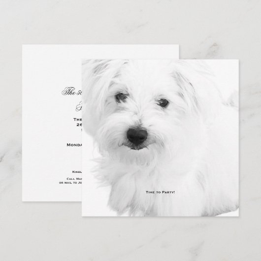 De Schattigee Maltezer hondenfeestje ooit Kaart (Voorkant / Achterkant)