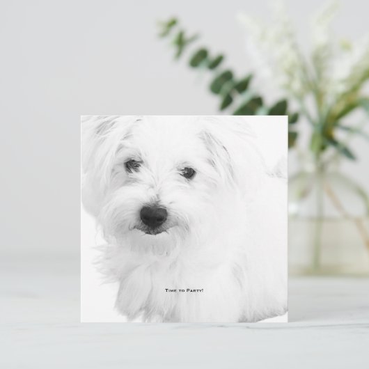 De Schattigee Maltezer hondenfeestje ooit Kaart (Staand voorkant)