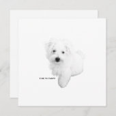 De Schattigee Maltezer hondenfeestje ooit Kaart (Voorkant / Achterkant)