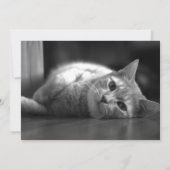 De schattigste kat bedankkaart (Achterkant)