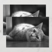 De schattigste kat bedankkaart (Voorkant / Achterkant)