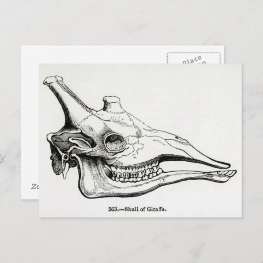 De schedel van een Giraffe Briefkaart (Voorkant / Achterkant)