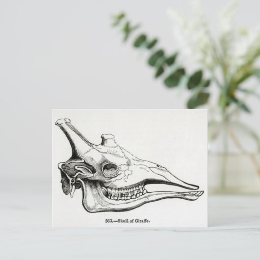 De schedel van een Giraffe Briefkaart (Staand voorkant)