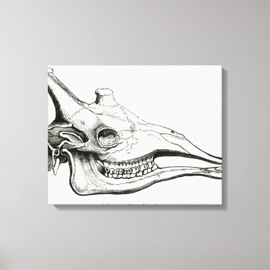 De schedel van een Giraffe Canvas Afdruk (Voorkant)