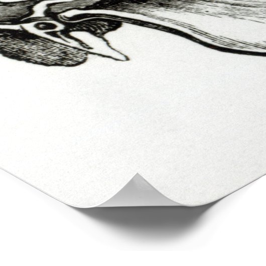 De schedel van een Giraffe Poster (Hoek)