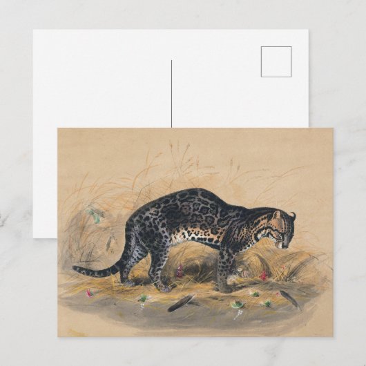 De schilderde Ocelot van Joseph Wolf Briefkaart (Voorkant / Achterkant)