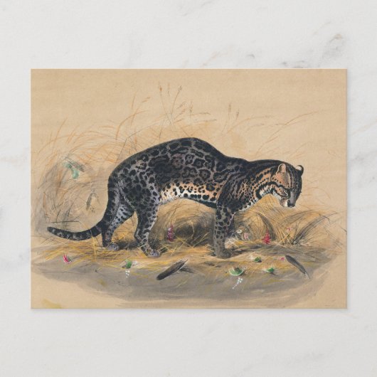 De schilderde Ocelot van Joseph Wolf Briefkaart (Voorkant)