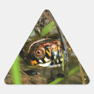 De Schildpad en de Kikkervisjes van de doos Sticker
