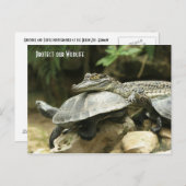 De schildpad en de krokodillenpostkaart briefkaart (Voorkant / Achterkant)