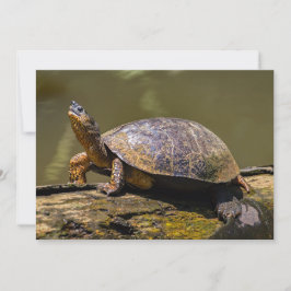 De schildpad in Tortuguero - Costa Rica Kaart