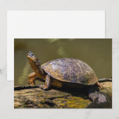 De schildpad in Tortuguero - Costa Rica Kaart (Voorkant / Achterkant)