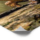 De schildpad in Tortuguero - Costa Rica Poster (Hoek)