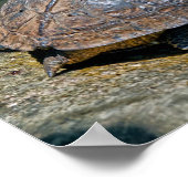 De schildpad in Tortuguero - Costa Rica Poster (Hoek)
