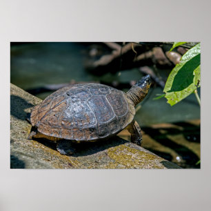 De schildpad in Tortuguero - Costa Rica Poster