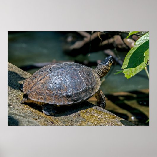 De schildpad in Tortuguero - Costa Rica Poster (Voorkant)