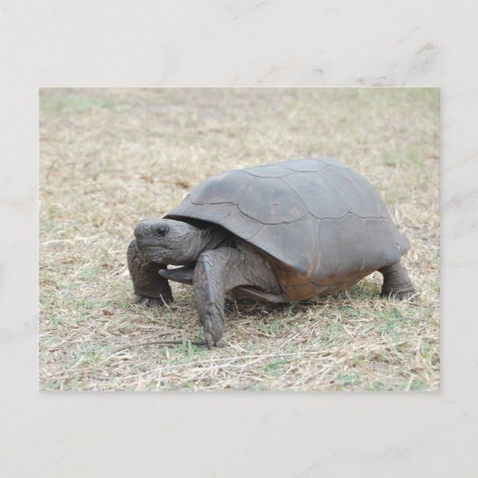 De Schildpad van gopher Briefkaart (Voorkant)