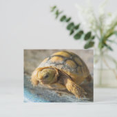 De Schildpad van Gopher van het baby Briefkaart (Staand voorkant)