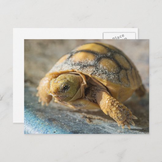 De Schildpad van Gopher van het baby Briefkaart (Voorkant / Achterkant)