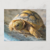 De Schildpad van Gopher van het baby Briefkaart (Voorkant)