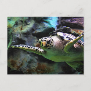 De Schildpad van het zee Briefkaart