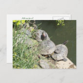De schildpadden: Er is geen plaats voor mij! Briefkaart (Voorkant / Achterkant)