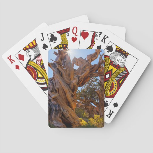 De Schildwachtboom Pokerkaarten (Achterkant)