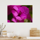 De Schoonheid van bougainvillea Poster (Keuken)