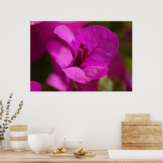De Schoonheid van bougainvillea Poster (Keuken)