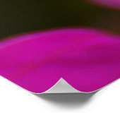 De Schoonheid van bougainvillea Poster (Hoek)