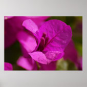 De Schoonheid van bougainvillea Poster (Voorkant)