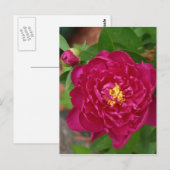 De schoonheid van de lente briefkaart (Voorkant / Achterkant)