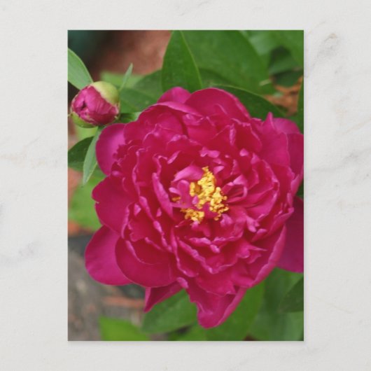 De schoonheid van de lente briefkaart (Voorkant)